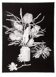 Artist: GRIFFITH, Pamela | Title: Western Australian Wild Flowers | Date: 1987 | Technique: hardground-etching and aquatint, printed in black ink, from one zinc plate | Copyright: © Pamela Griffith