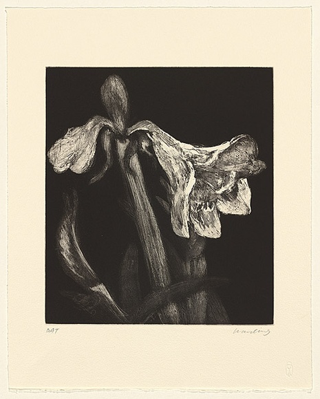 Artist: b'Harding, Nicholas.' | Title: b'not titled [lily with one and a half buds]' | Date: 2004 | Technique: b'open-bite and aquatint, printed in black ink, from one plate'