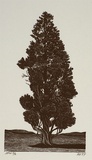 Artist: b'Atkins, Ros.' | Title: b'Cypress' | Date: 1997, December | Technique: b'wood engraving, printed in black ink, from one block'