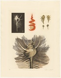 Artist: b'GRIFFITH, Pamela' | Title: b'The conical helix of the Murex' | Date: 1986 | Technique: b'hard ground, aquatint, sugarlift, burnishing, printed from two zinc plates' | Copyright: b'\xc2\xa9 Pamela Griffith'