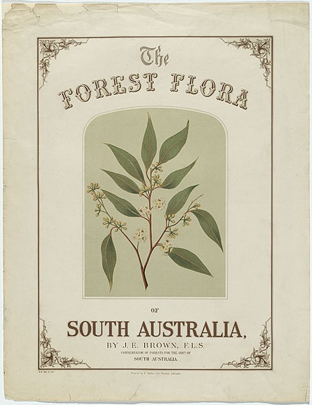 Artist: b'Fiveash, Rosa' | Title: b'The forest flora of South Australia.' | Date: 1882 | Technique: b'lithograph, printed in colour, multiple stones'