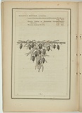 Title: b'not titled [billardiera longiflora].' | Date: 1861 | Technique: b'woodengraving, printed in black ink, from one block'