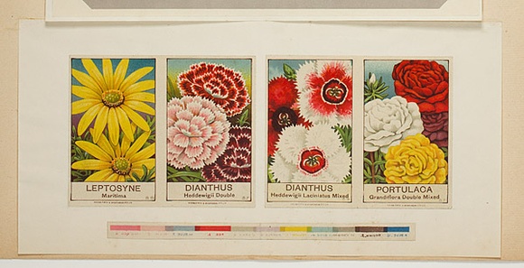 Artist: b'Burdett, Frank.' | Title: b'Label: Leptosyne, Dianthus, Portilaca, Dianthus and colour strip.' | Date: (1930) | Technique: b'lithograph, printed in colour, from multiple stones [or plates]'