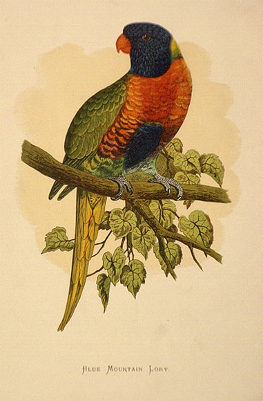 Artist: b'Lydon, Alexander Francis [A.F.L.].' | Title: b'Blue mountain lory.' | Date: 1884 | Technique: b'lithograph, printed in black ink, from one stone; hand-coloured'