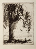 Artist: b'Bull, Norma C.' | Title: b'Tree.' | Date: c.1932 | Technique: b'etching, printed in brown ink, from one plate'