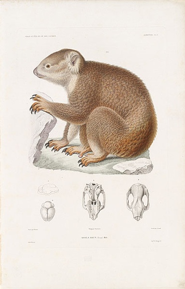 Artist: b'Werner, Jacques Christophe.' | Title: b'Koala, Brun [Koala, brown]' | Date: 1841-1855 | Technique: b'etching, printed in black ink, from one copper plate; hand-coloured'