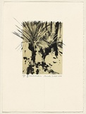 Title: b'Xanthorrhoea' | Date: 2000 | Technique: b'lithograph, printed in black and buff ink, from two plates'