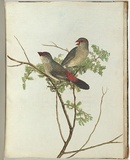 Artist: Lewin, J.W. | Title: Common grossbeak. | Date: 30 January 1805 | Technique: etching, printed in black ink, from one copper plate; hand-coloured