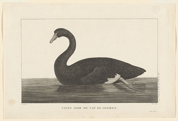 Title: b'Cigne noir du Cap de Diemen. [Black swan of Cape Diemen]' | Date: 1800 | Technique: b'engraving, printed in black ink, from one copper plate'