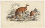 Artist: b'Fournier, F\xc3\xa9licie.' | Title: b'Kangurou laineux [Woolly kangaroo]' | Date: 1839 | Technique: b'engraving, printed in black ink, from one copper plate; hand-coloured'