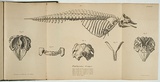 Artist: b'Wall, William S.' | Title: b'Euphysetes grayii' | Date: 1851 | Technique: b'lithograph, printed in black ink, from one stone'