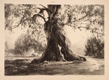 Artist: b'GOODCHILD, John' | Title: b'Afternoon light' | Date: 1929 | Technique: b'lithograph, printed in black ink, from one stone'