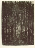 Artist: Bragge, Anita. | Title: Thuringer Wald | Date: 1999, November | Technique: etching, printed in black ink with plate-tone, from one plate