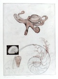 Artist: b'GRIFFITH, Pamela' | Title: b'Helices' | Date: 1979 | Technique: b'etching, aquatint, soft ground aquatint and roulette, printed in colour, from two zinc plates' | Copyright: b'\xc2\xa9 Pamela Griffith'