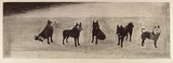 Artist: b'Crawford, Marian.' | Title: b'Friends of Laika' | Date: 1991 | Technique: b'etching, printed in black ink, from one plate'