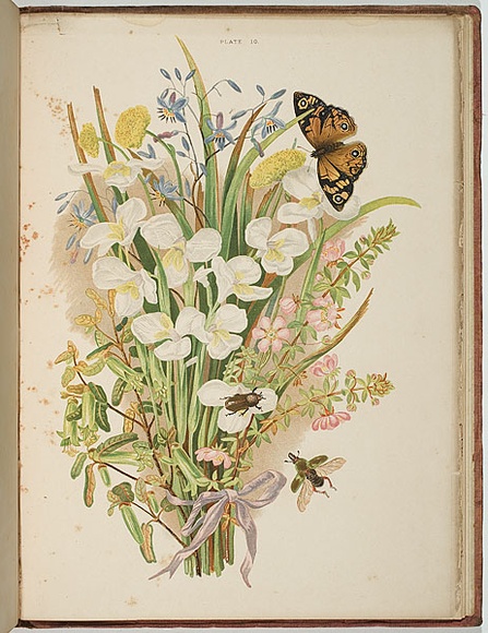 Artist: b'Meredith, Louisa Anne.' | Title: b'Group of common flowers' | Date: 1860 | Technique: b'lithograph, printed in colour, from multiple stones'