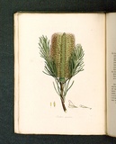 Title: b'Banksia spinulosa [Prickly-leaved banksia].' | Date: 1793 | Technique: b'engraving, printed in black ink, from one copper plate; hand-coloured'