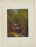 Artist: b'Chevalier, Nicholas.' | Title: b'Ferntree gully, Mount Useful, Gippsland' | Date: 1865 | Technique: b'lithograph, printed in colour, from multiple stones'