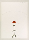 Artist: b'ROSE, David' | Title: b'Little Zinnia' | Date: 1974 | Technique: b'screenprint, printed in colour, from multiple stencils'