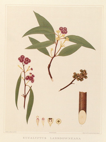 Artist: b'Fiveash, Rosa' | Title: b'Eucalyptus lansdowneana.' | Date: 1890 | Technique: b'lithograph, printed in colour, from multiple stones [or plates]'