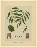 Artist: b'Fiveash, Rosa' | Title: b'Eucalyptus gunnii.' | Date: 1882 | Technique: b'lithograph, printed in colour, from multiple stones [or plates]'