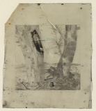 Artist: Elbourne, Laurie. | Title: Plate: Two gum trees near Emu Plains. | Date: c.1938 | Technique: engraved celluloid plate