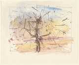 Artist: b'MACQUEEN, Mary' | Title: b'Tree' | Date: 1981 | Technique: b'lithograph, printed in brown ink, from one plate; hand-coloured' | Copyright: b'Courtesy Paulette Calhoun, for the estate of Mary Macqueen'