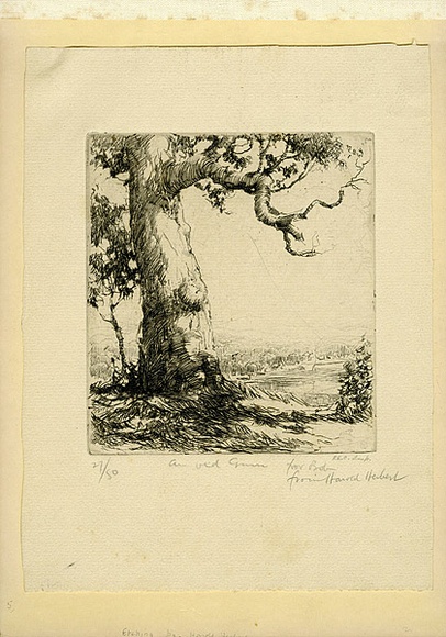 Artist: b'Herbert, Harold.' | Title: b'The old gum.' | Date: c.1928 | Technique: b'etching, printed in black ink, from one plate'
