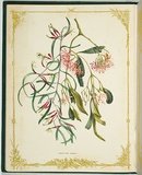 Artist: De Mole, Fanny. | Title: Parasitical plants. | Date: 1861 | Technique: lithograph, printed in black ink, from one stone; hand-coloured