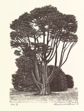 Artist: b'Atkins, Ros.' | Title: b'Guardian' | Date: 2001, September | Technique: b'wood-engraving, printed in black ink, from one block'