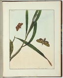 Artist: b'Lewin, J.W.' | Title: b'Bombyx nasuta.' | Date: 14 May 1803 | Technique: b'etching, printed in black ink, from one copper plate; hand-coloured'
