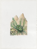 Artist: b'Bradhurst, Jane.' | Title: b'Argyle cycad, Kimberley.' | Date: 1995 | Technique: b'lithograph, printed in colour, from multiple stones'