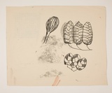 Artist: Hirschfeld Mack, Ludwig. | Title: not titled [Flowers and seedpods] [recto]; [Flowers and seedpods, and colour mosaic grid] [verso] | Date: (1950-59?) | Technique: transfer print (recto)