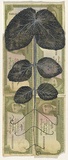 Artist: HALL, Fiona | Title: Pisum sativum - Pea (Pakistani currency) | Date: 2000 - 2002 | Technique: gouache | Copyright: © Fiona Hall