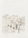 Artist: b'Bradhurst, Jane.' | Title: b'Salmon gums, cycads and Bungle Bungles, Kimberley, WA.' | Date: 1997 | Technique: b'lithograph, printed in black ink, from one stone; hand-coloured in watercolour'