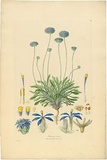 Artist: b'Bauer, Ferdinand.' | Title: b'Brunonia sericea.' | Date: 1806-13 | Technique: b'engraving, printed in colour, from one plate; hand-coloured; letterpress'