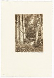 Artist: PLATT, Austin | Title: Lachlan swamp, Centennial park | Date: 1983 | Technique: etching, printed in black ink, from one plate