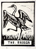 Artist: b'Taylor, John H.' | Title: b'The brolga' | Technique: b'linocut, printed in black ink, from one block'