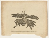 Title: A branch of the bread-fruit tree, the principal support of the natives of the South Sea Islands | Date: c.1800 | Technique: engraving, printed in black ink, from one copper plate