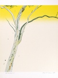 Artist: b'ROSE, David' | Title: b'Eucalypt II' | Date: 1975 | Technique: b'screenprint, printed in colour, from multiple stencils'