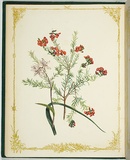 Artist: b'De Mole, Fanny.' | Title: b'Ericifolia and umbellata.' | Date: 1861 | Technique: b'lithograph, printed in black ink, from one stone; hand-coloured'