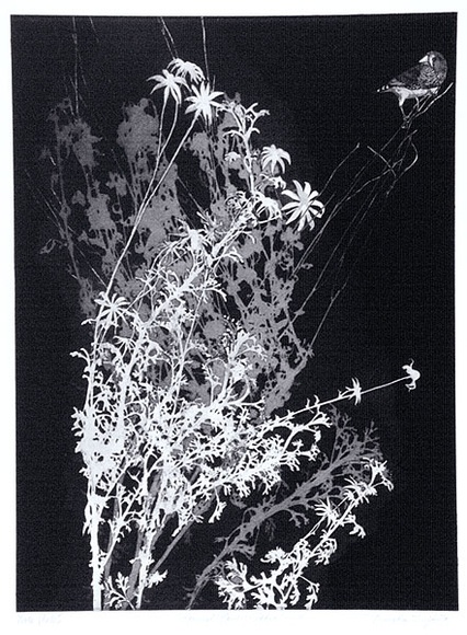 Artist: b'GRIFFITH, Pamela' | Title: b'Flannel flowers and Zebra finch' | Date: 1986 | Technique: b'hardground-etching and aquatint, printed in black ink, from one zinc plate' | Copyright: b'\xc2\xa9 Pamela Griffith'