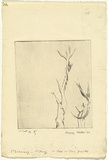 Artist: b'WALKER, Murray' | Title: b'Rose or thorn growths' | Date: 1960 | Technique: b'etching, printed in black ink, from one plate'