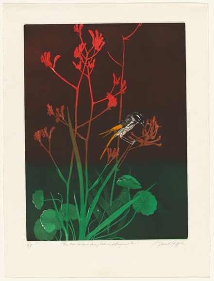 Artist: b'GRIFFITH, Pamela' | Title: b'New Holland Honey Eater and Kangaroo Paw' | Date: 1983 | Technique: b'hardground-etching and aquatint, printed in colour, from two zinc plates' | Copyright: b'\xc2\xa9 Pamela Griffith'