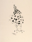 Artist: MACQUEEN, Mary | Title: Small rooster | Date: 1982 | Technique: lithograph, printed in black ink, from one plate | Copyright: Courtesy Paulette Calhoun, for the estate of Mary Macqueen
