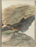 Artist: Lewin, J.W. | Title: Rock warbler. | Date: 1803-1805 | Technique: etching, printed in black ink, from one copper plate; hand-coloured