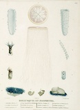 Title: Mollusques et zoophytes | Date: 1807 | Technique: engraving, printed in colour, from one copper plate