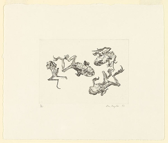 Artist: b'Taylor, Ben.' | Title: b'Dried frogs' | Date: 1982 | Technique: b'etching, printed in black ink, from one  plate'