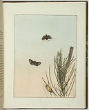 Artist: b'Lewin, J.W.' | Title: b'Bombyx exposita' | Date: 10 June 1803 | Technique: b'etching, printed in black ink, from one copper plate; hand-coloured'