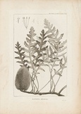 Artist: REDOUTE, Pierre Joseph | Title: Banksia repens | Technique: engraving, printed in black ink, from one copper plate